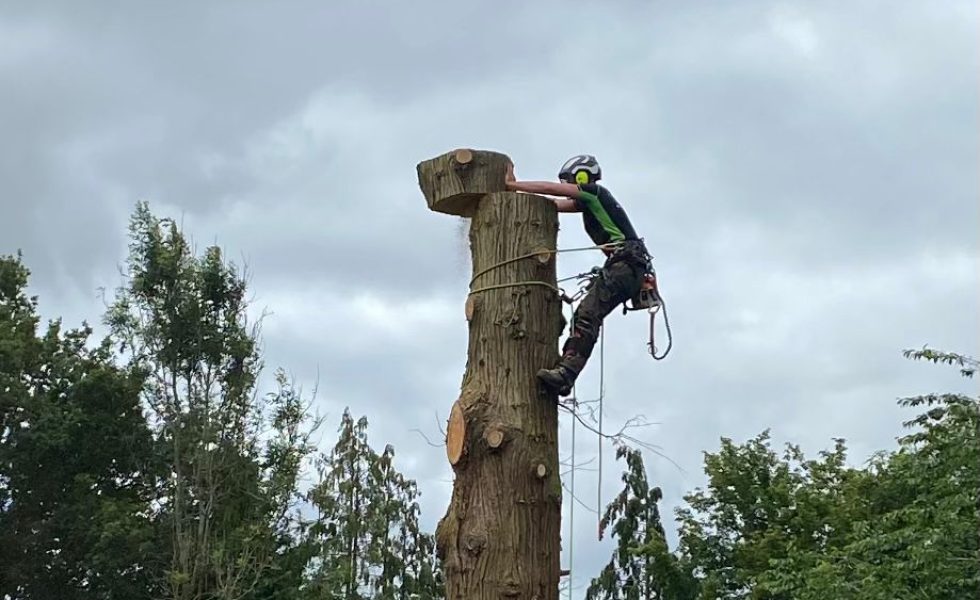 sd-treecare.jpg